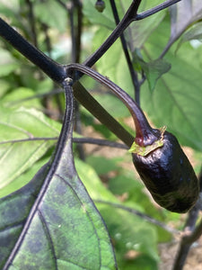 Black Jes (Pepper Seeds)