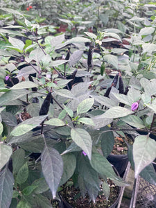 Maui Purple (Pepper Seeds)
