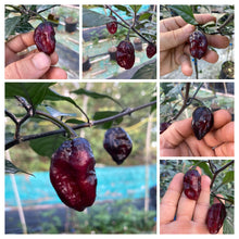 Load image into Gallery viewer, Red Shark Black (Pepper Seeds)