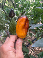 Camelot (VSRP Poblano) (Pepper Seeds)