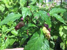 Load image into Gallery viewer, Bhut Jolokia Purple/Red &quot;Purple Ghost&quot; (Pepper Seeds)