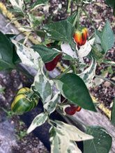 Load image into Gallery viewer, Bryan’s Rainbow Blood (Pepper Seeds)