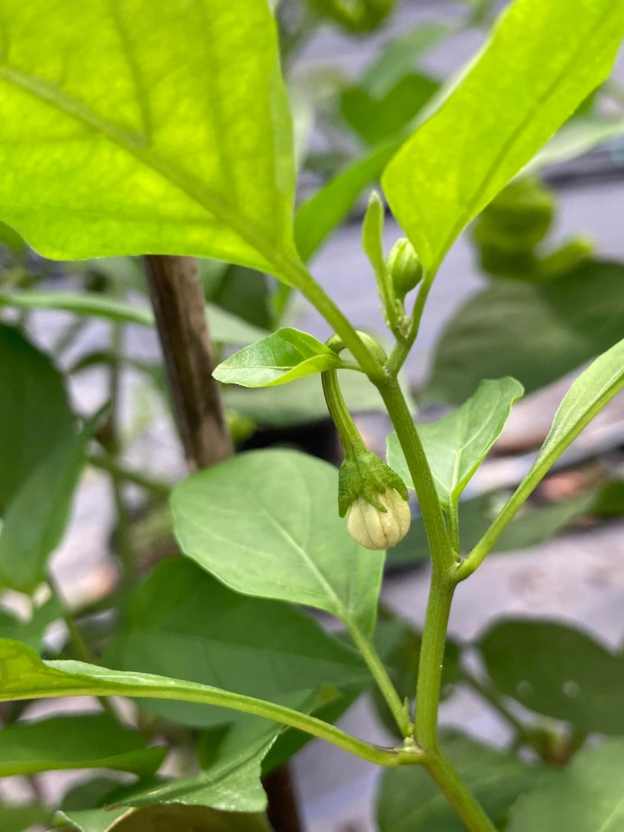 Zou-Pi (Pepper Seeds) – Towns-End Chili & Spice