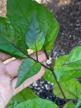 Load image into Gallery viewer, Purplegum White (Pepper Seeds)