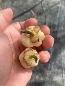Purplegum White (Pepper Seeds)