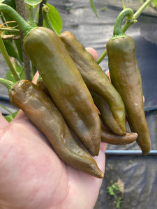 Berbre Anaheim Mustard (Pepper Seeds)