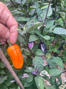 Irkalla (VSRP Poblano) (Pepper Seeds)