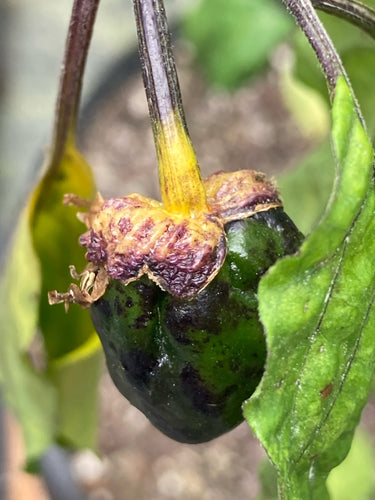 Purplegum Yellow Calyx First (Pepper Seeds)(Limited)