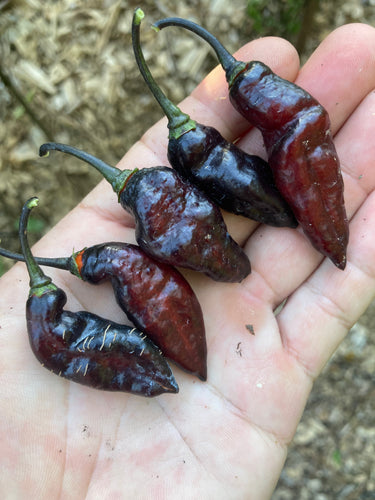 Pimenta Jolokia Black Original (PJ Black OG)(Pepper Seeds)(Limited)