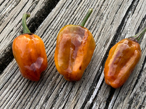 Cibola (VSRP Pablano) (Pepper Seeds)
