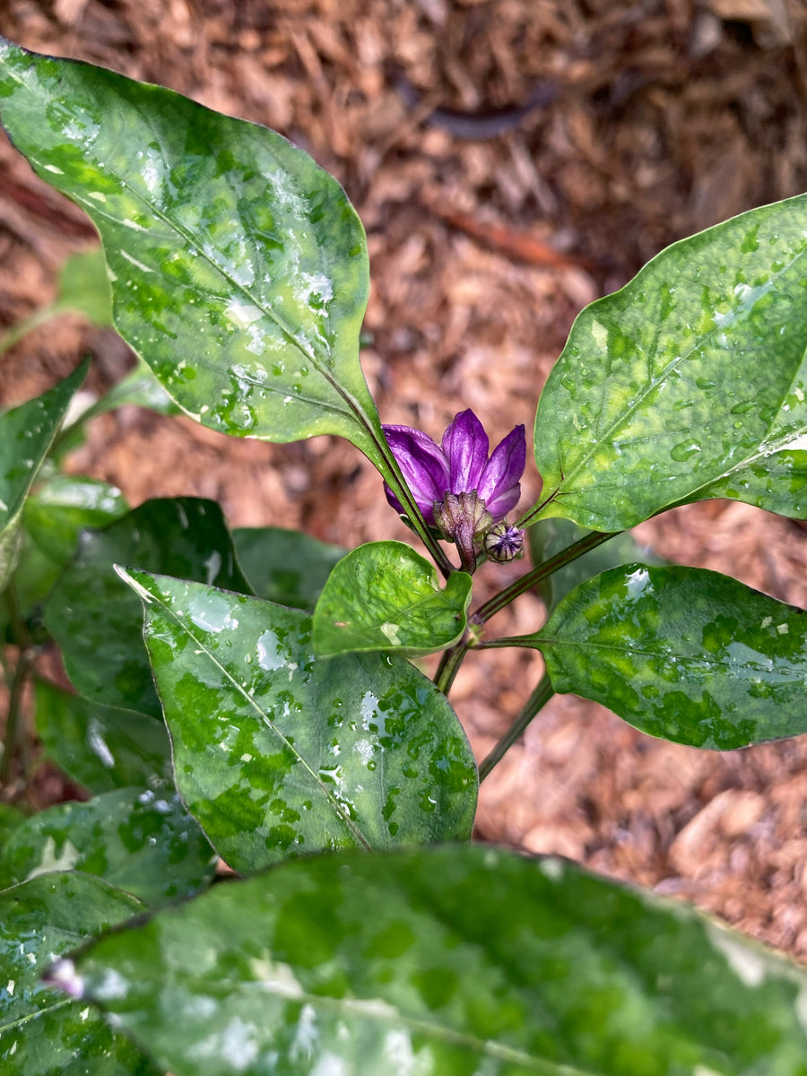 Tartarus (VSRP Poblano) (Pepper Seeds) – Towns-End Chili & Spice