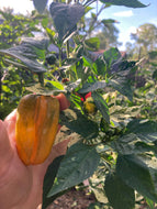 Hesperides (VSRP Poblano) (Pepper Seeds)