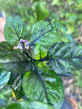 Load image into Gallery viewer, Phat Karen (Pepper Seeds) (Limited)