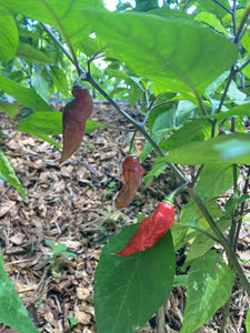 PJ Purple Molten (Pepper Seeds)