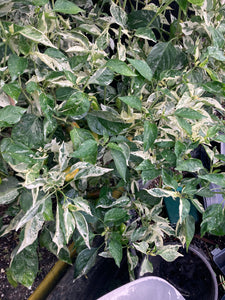 Knights Arch Angel (Pepper Seeds)