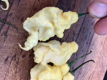 Load image into Gallery viewer, White GhostScorpion Jays/T-E (Pepper Seeds)(Limited)