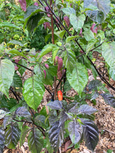 Load image into Gallery viewer, Tiger Caramel (Pepper Seeds)