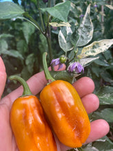 Load image into Gallery viewer, Barzakh (VSRP Poblano) (Pepper Seeds)