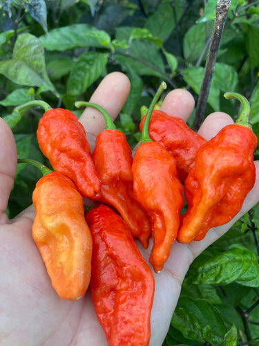 PJ Redlight (Pepper Seeds) (Pimenta Jolokia)