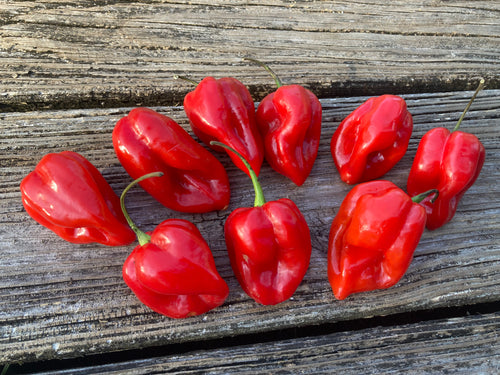 Habanero Red (Pepper Seeds)