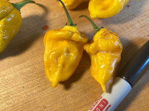 Yellow Horizon (Pepper Seeds)