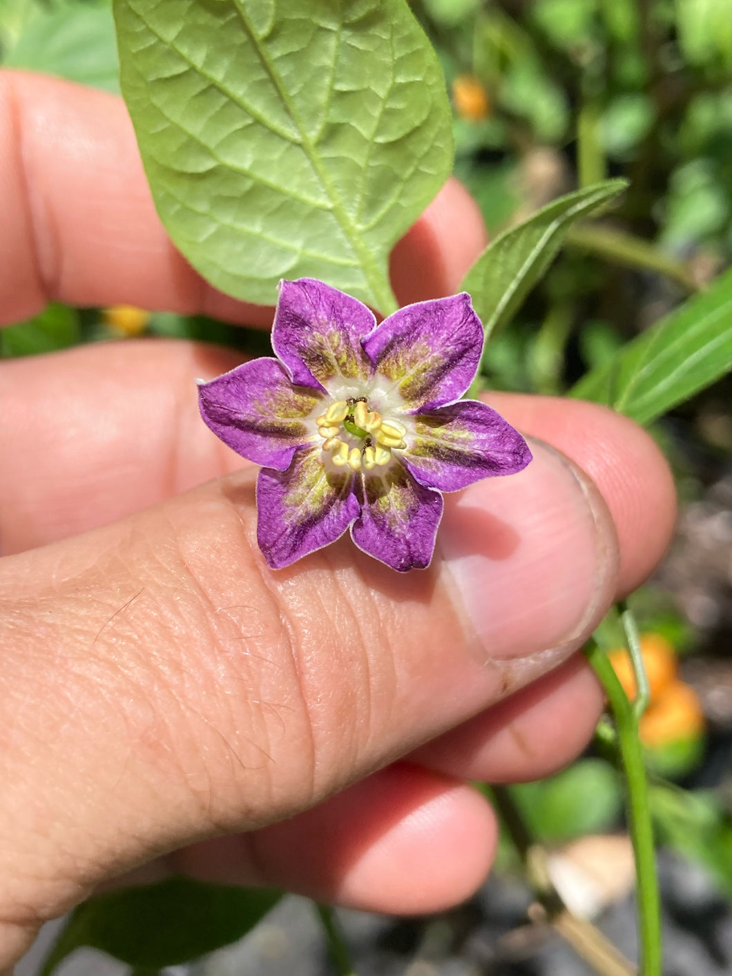 Aji Santa Cruz x Purple Flower Baccatum (Pepper Seeds)