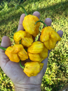 CrownDouglah (Pepper Seeds)