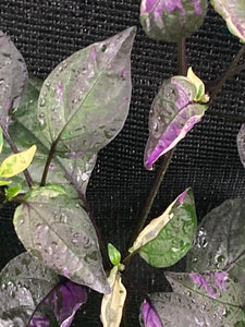 Sumatra (VSRP Pablano) (Pepper Seeds)