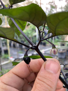 PJ Solid Black (Pepper Seeds)