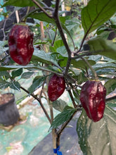 Load image into Gallery viewer, Red Shark Black (Pepper Seeds)