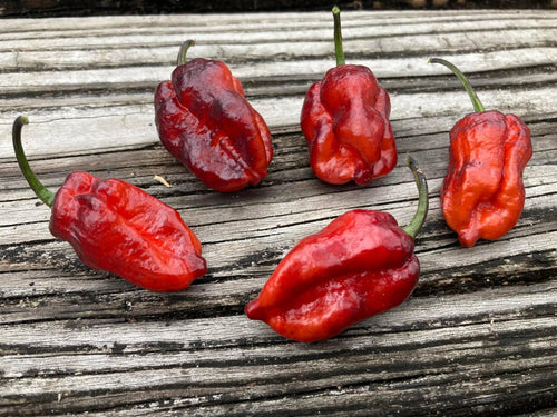 Crimson Horizon (Pepper Seeds)(Limited)