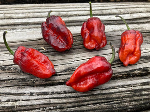 Crimson Horizon (Pepper Seeds)(Limited)