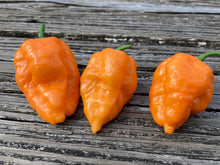 Load image into Gallery viewer, Naglah Orange (Pepper Seeds)
