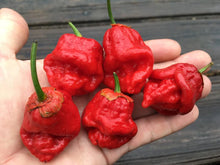 Load image into Gallery viewer, BBG Red (T-E Mix) (Pepper Seeds)