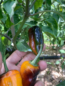 Nibiru (VSRP Pablano) (Pepper Seeds)