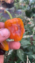 Load image into Gallery viewer, Buyan (VSRP Poblano) (Pepper Seeds)