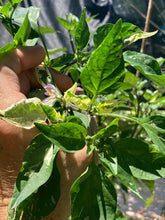 Load image into Gallery viewer, Agartha (VSRP Poblano) (Pepper Seeds)