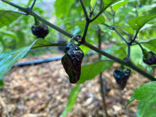 Load image into Gallery viewer, PJ Molten Mini (Pepper Seeds)
