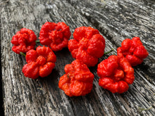 Load image into Gallery viewer, Trinidad Moruga Scorpion (Blend) (Pepper Seeds)