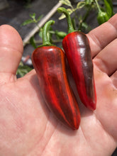 Load image into Gallery viewer, Bryan’s Blood (“The U”) Pepper Seeds)