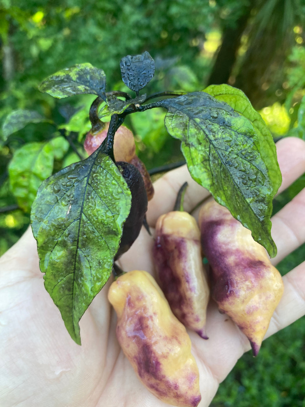 PJ Big Purple/Peach (Pepper Seeds) (Limited)