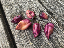 Load image into Gallery viewer, PJ Purple Ice Cream (Pepper Seeds) (Limited)