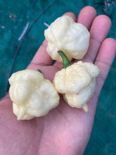 Load image into Gallery viewer, Scorpion Moruga White (Pepper Seeds)