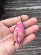 Load image into Gallery viewer, Taj Mahal Pink Minion (Pepper Seeds)