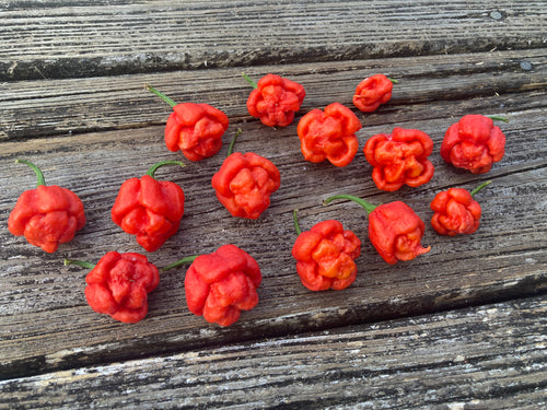 ScotchPort Red (Pepper Seeds)