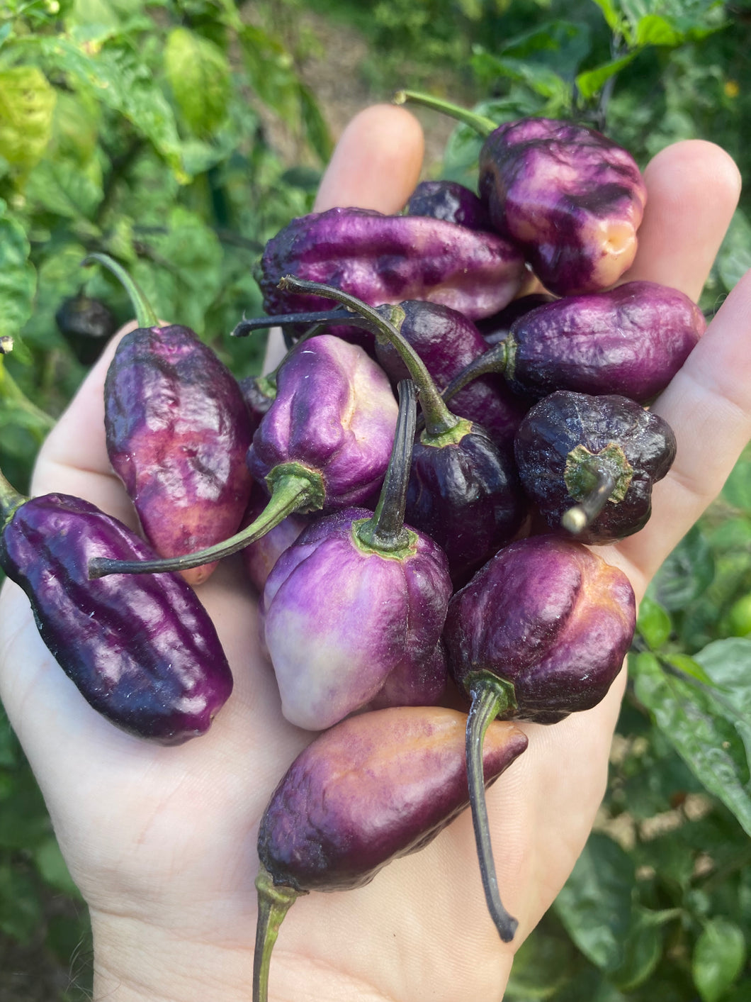 Perp Karen (T-E Mix) (Pepper Seeds)