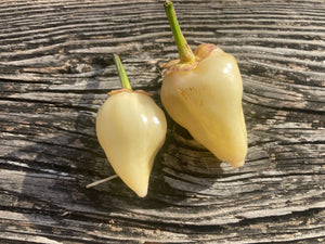 Purplegum White (Pepper Seeds)