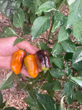 Load image into Gallery viewer, Barzakh (VSRP Poblano) (Pepper Seeds)