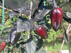 Naraka (VSRP Pablano) (Pepper Seeds)