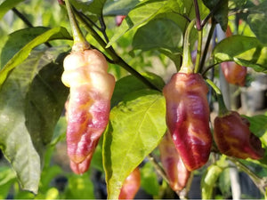 PJ White Ice Cream (Pepper Seeds)